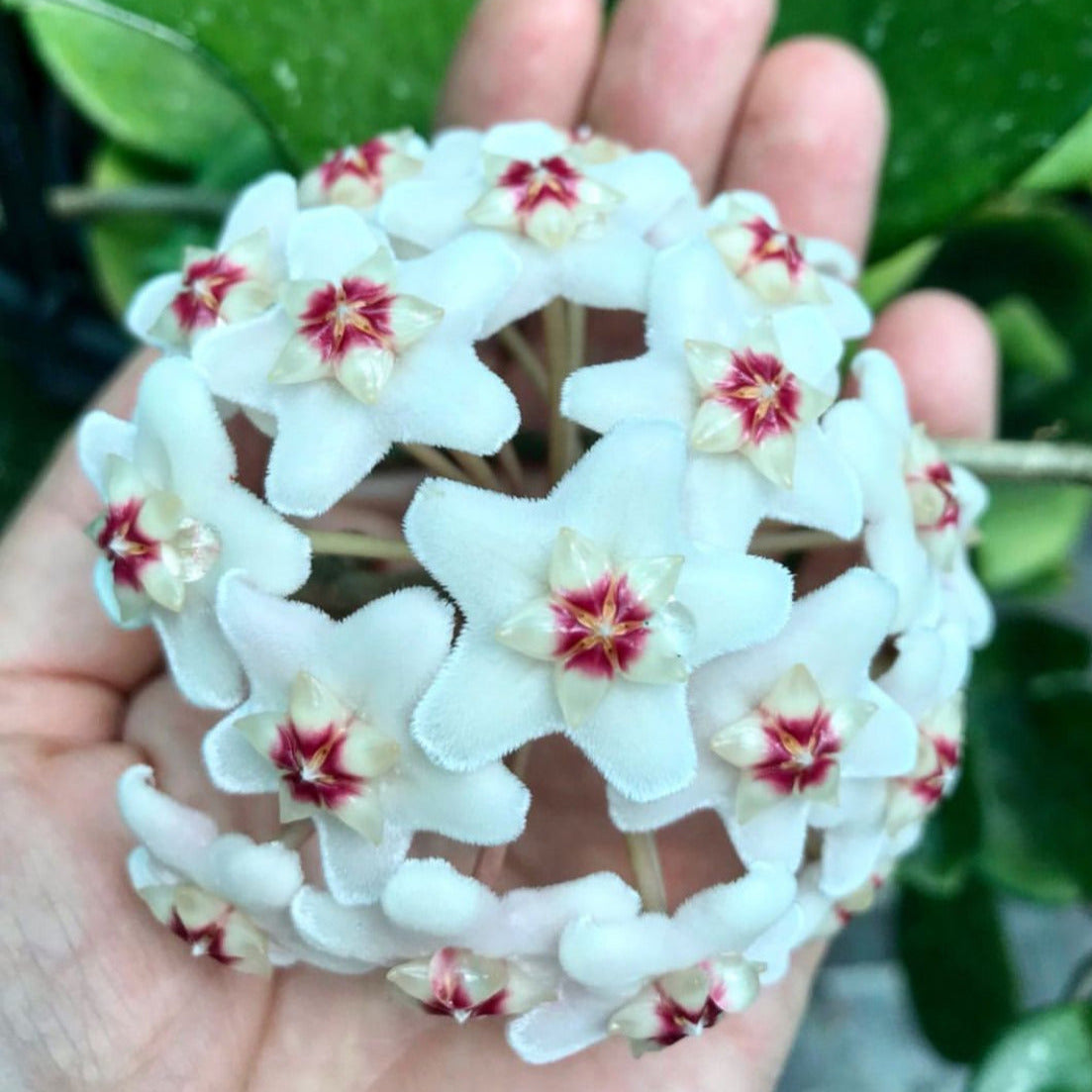 Hoya carnosa 'Snowball' H286