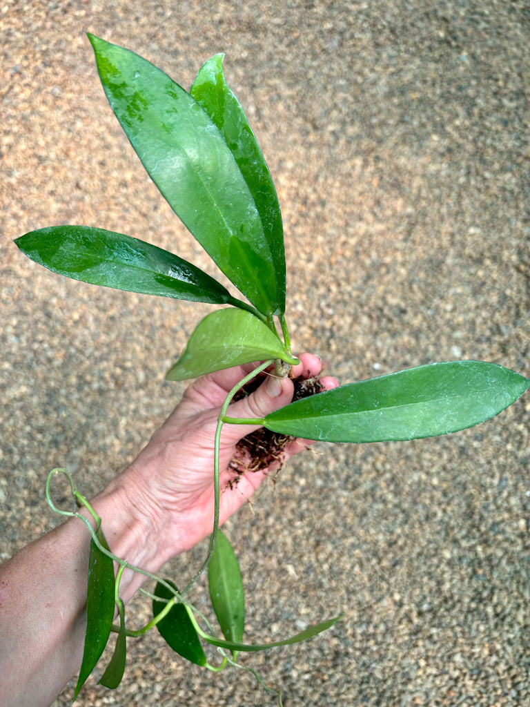 Hoya pubicorolla ssp. anthracina 'Black Dragon' H308