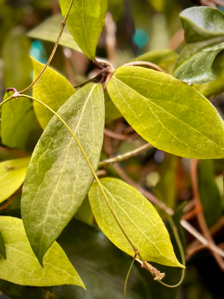 Hoya camphorifolia H147