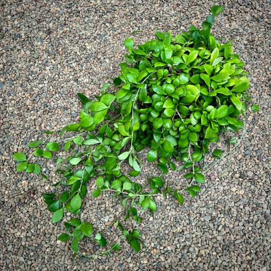 Hoya heuschkeliana H2