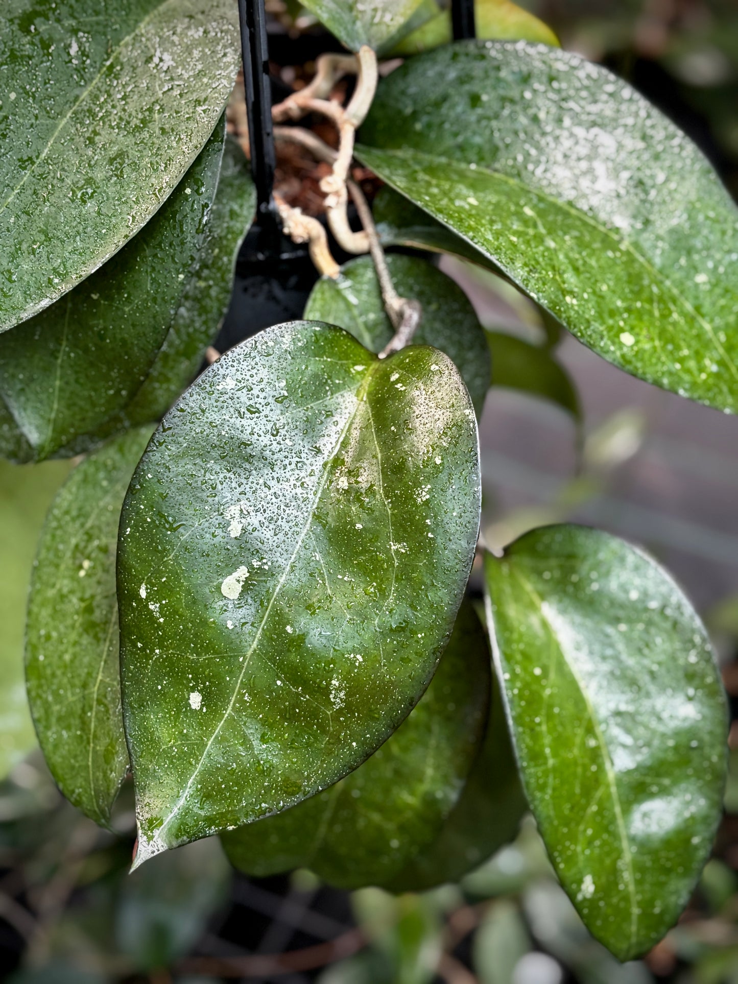 Hoya sp. Java IML 0452 H125