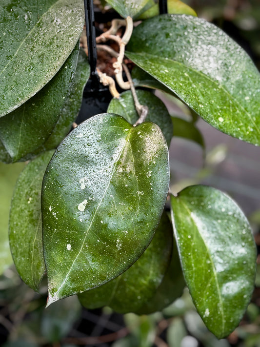 Hoya sp. Java IML 0452 H125