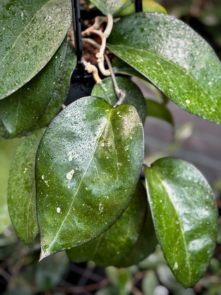 Hoya sp. Java IML 0452 H125
