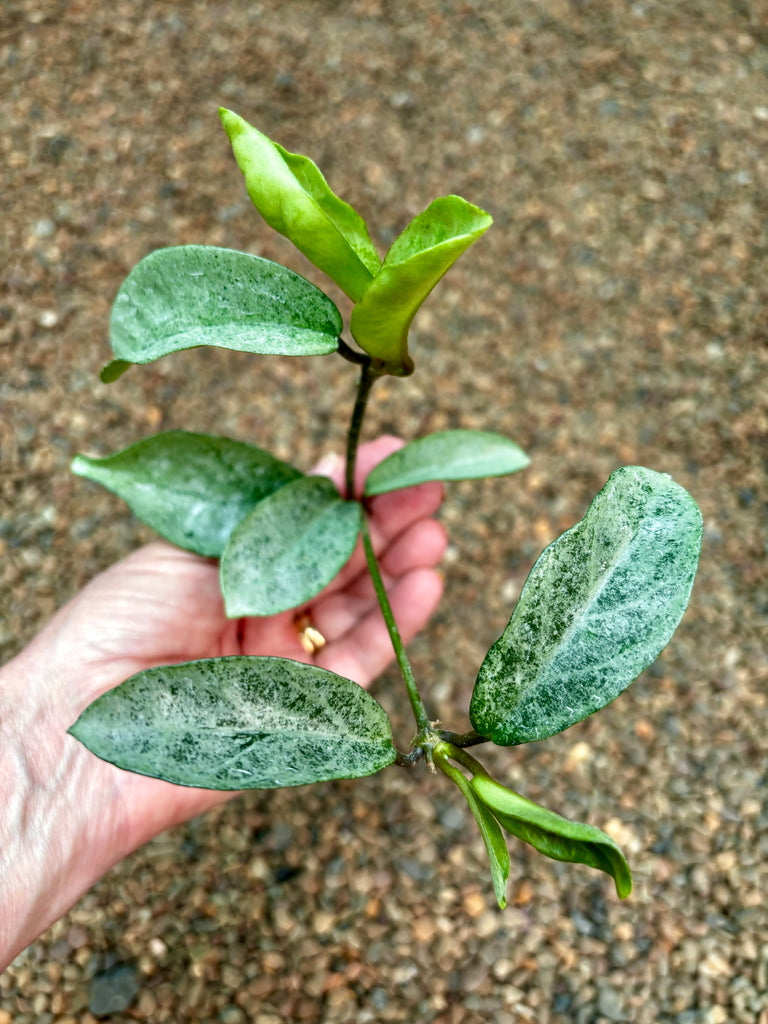 Hoya carnosa 'Grey Ghost' H369