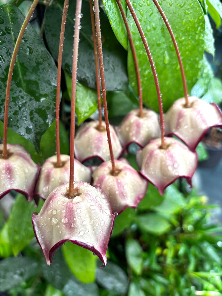 Hoya macgillivrayi H34
