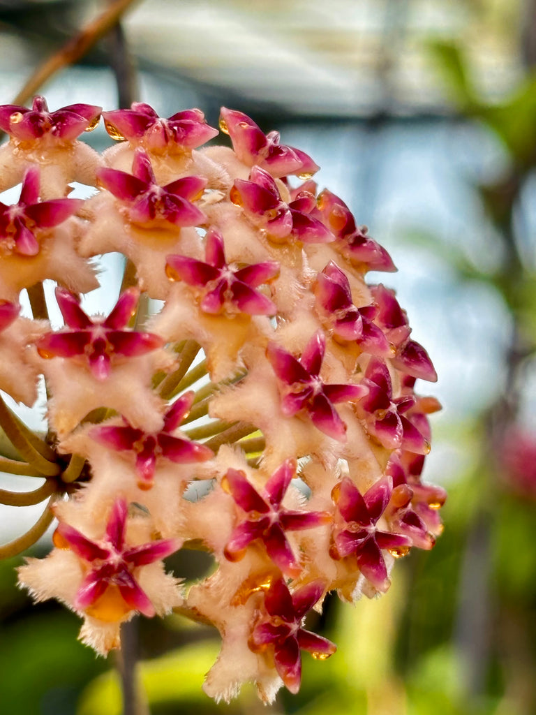Hoya erythrostemma H173