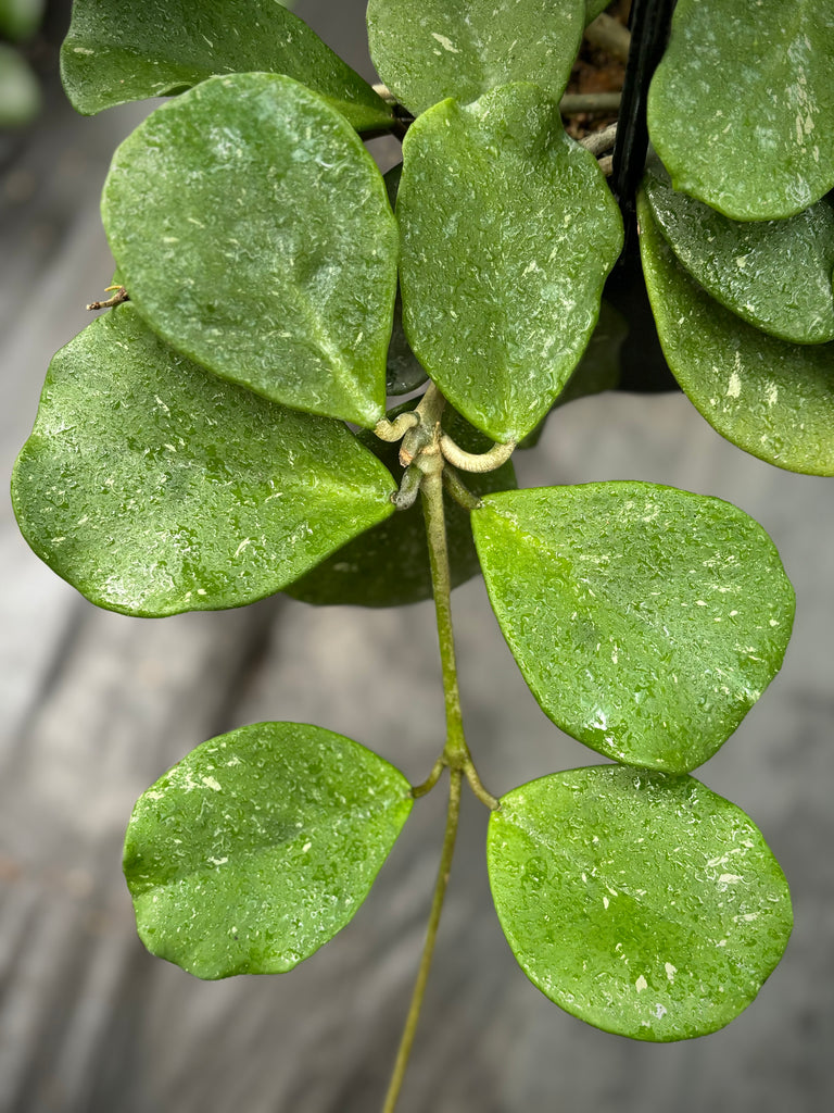 Hoya obovata H18