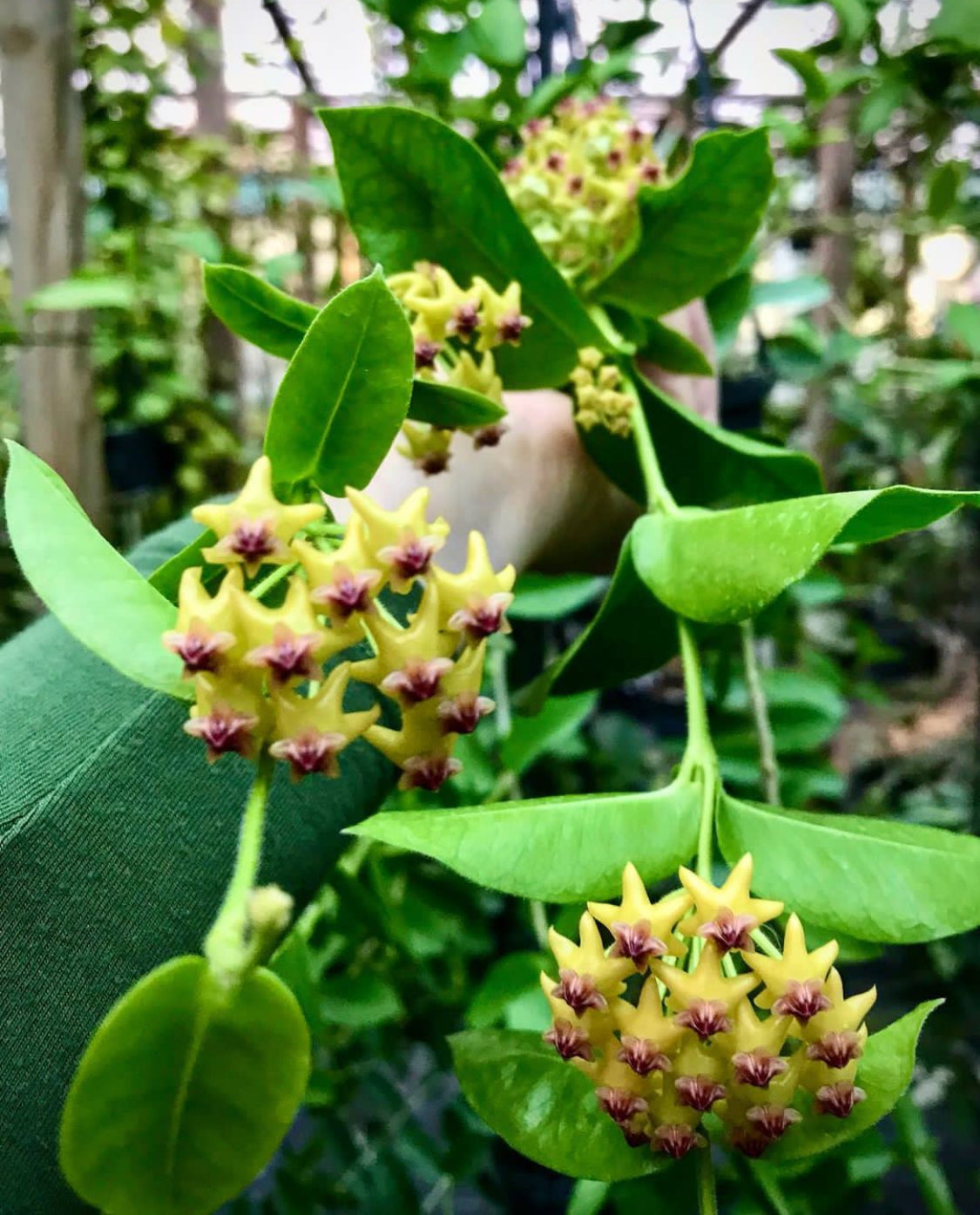 Hoya densifolia H203