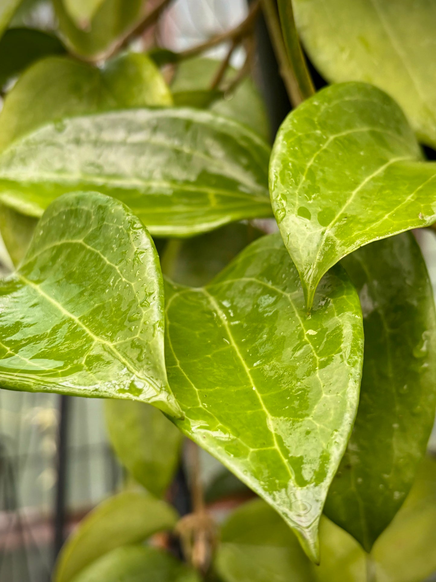 Hoya merrillii H20