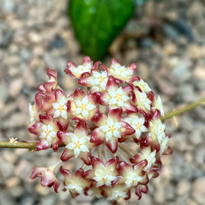 Hoya callistophylla Sabah IML 1762 H316