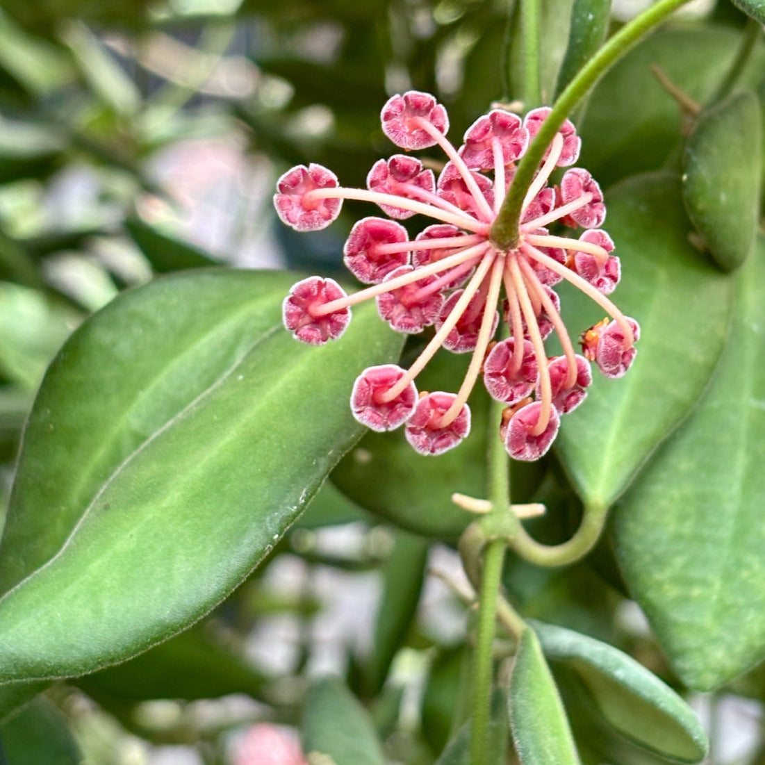 Hoya sp. aff. burtoniae H191