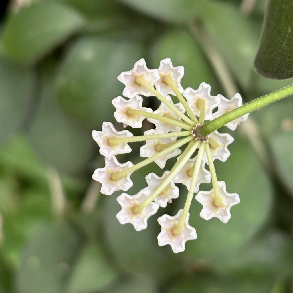 Hoya nummularioides IML 0240 H112