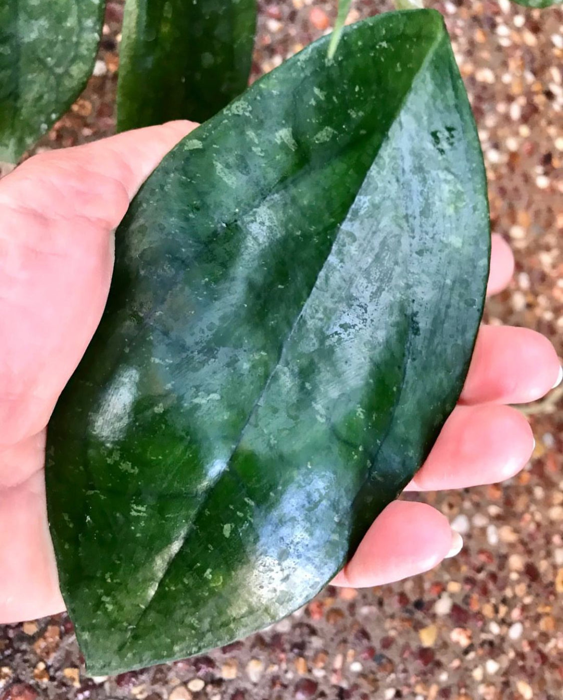 Hoya 'Jennifer' H329
