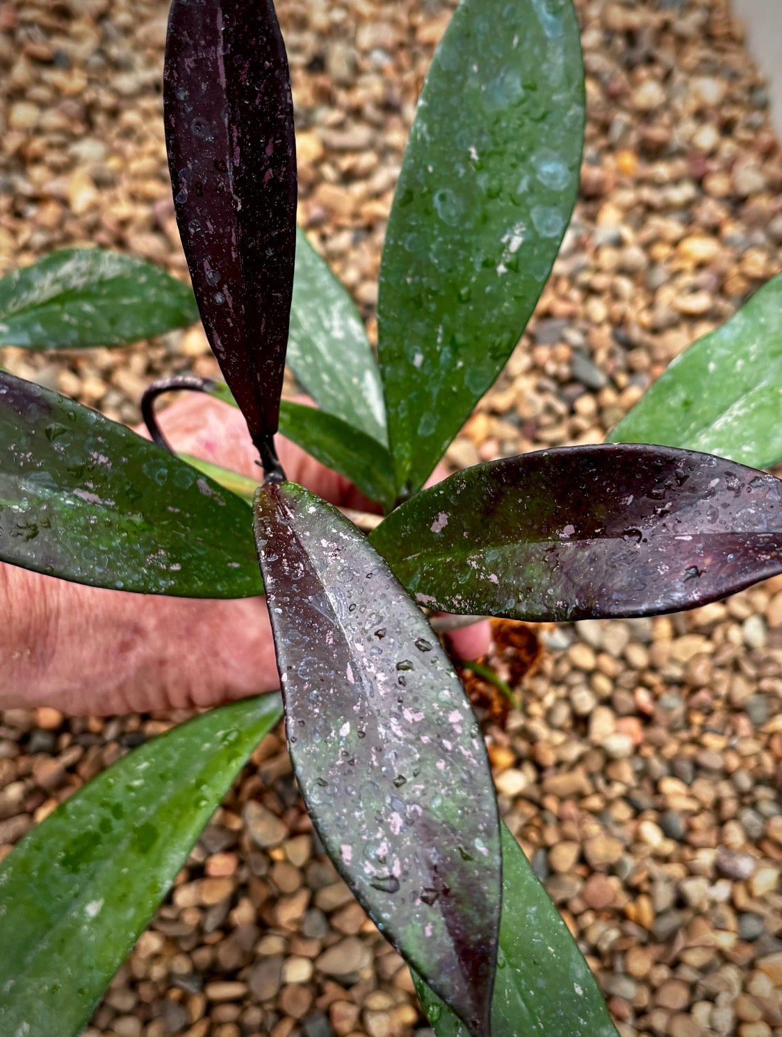 Hoya pubicalyx 'Chinese Black' H407