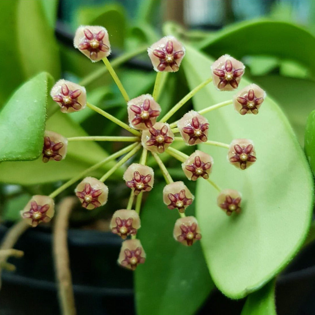Hoya incurvula IML 1163 H237
