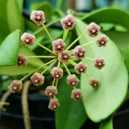 Hoya incurvula IML 1163 H237
