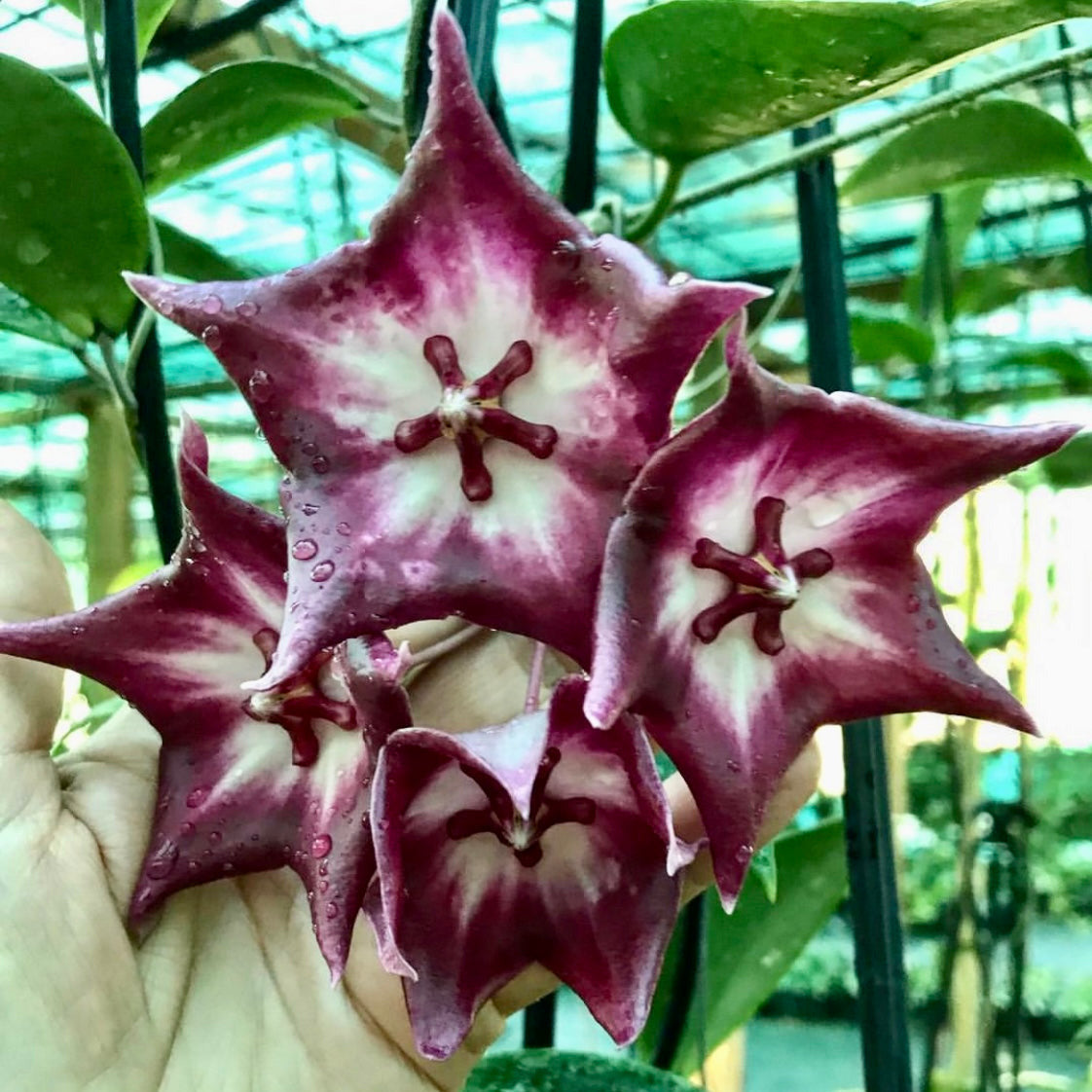Hoya macgillivrayi 'Langkelly Ck. Qld.' IML 0015 H63