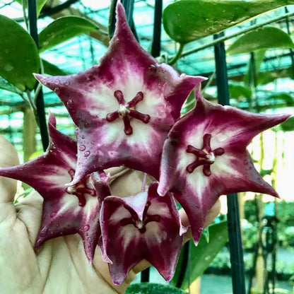 Hoya macgillivrayi 'Langkelly Ck. Qld.' IML 0015 H63