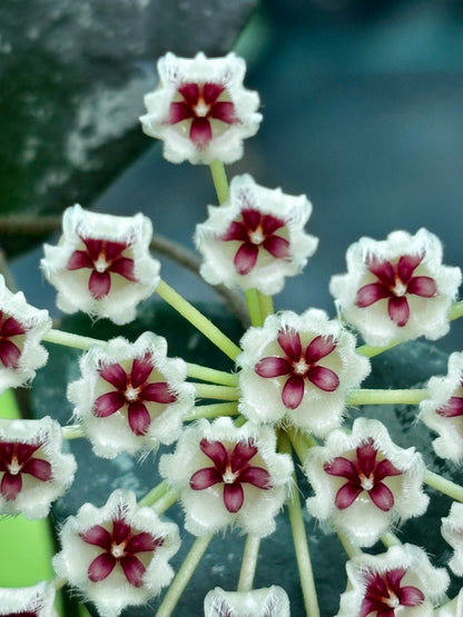 Hoya phuwaensis H317