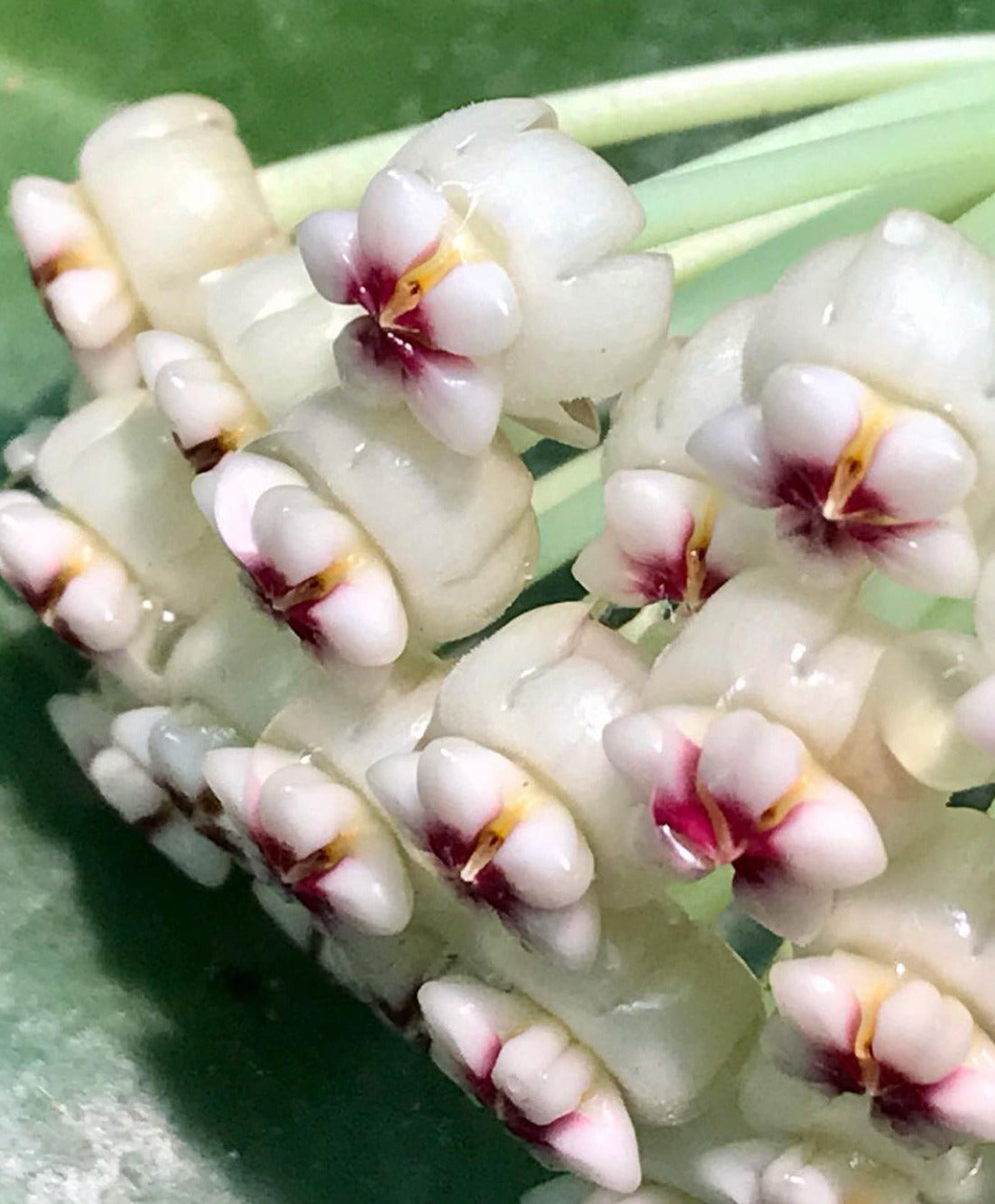 Hoya subquintuplinervis IML 1701 H84