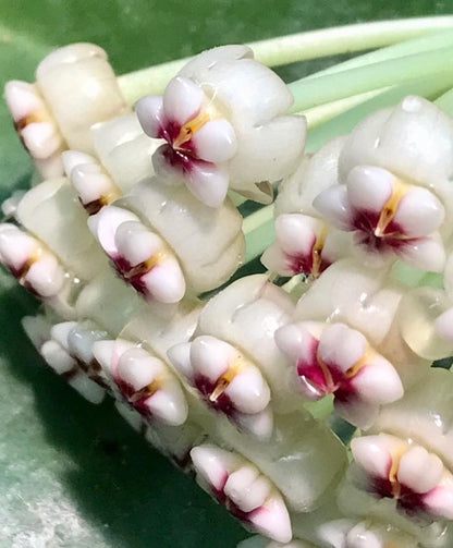 Hoya subquintuplinervis IML 1701 H84