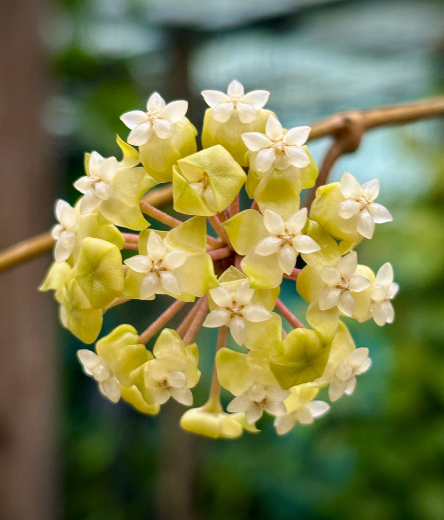 Hoya meredithii H174