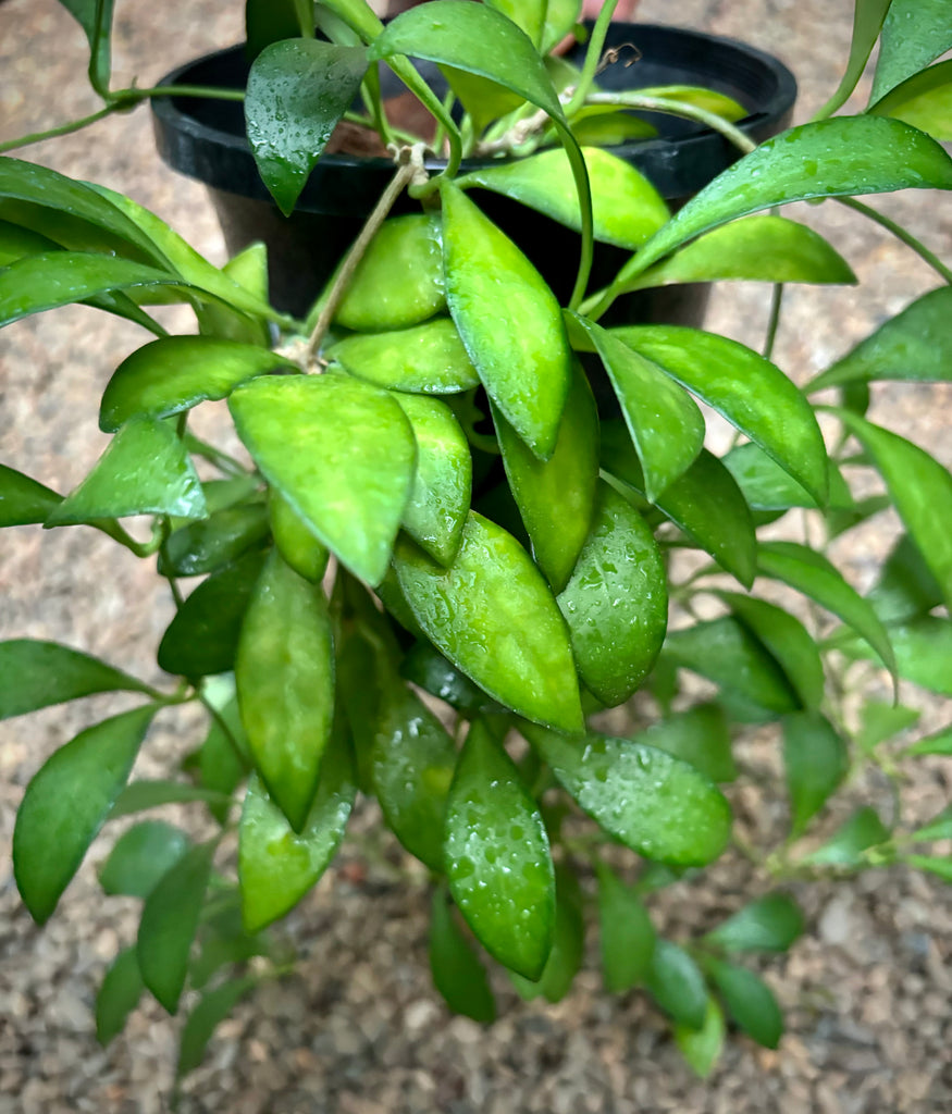 Hoya bilobata Philippines IML 0231 H322