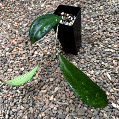 Hoya sp. Taggamus Indonesia H453