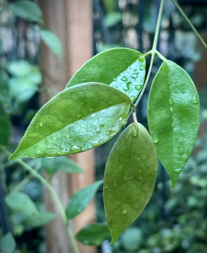 Hoya paziae IML 1596 H251