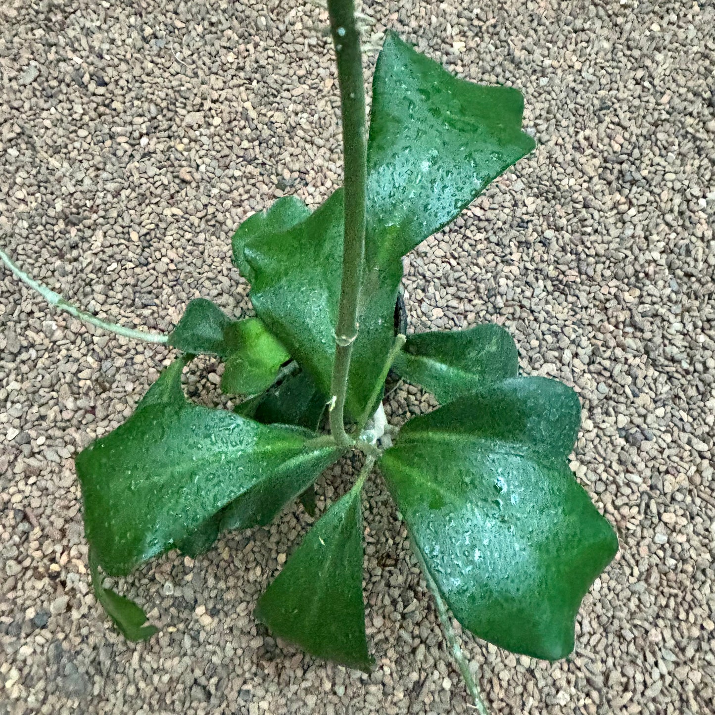 Hoya kerrii pubescent IML 0784 H105
