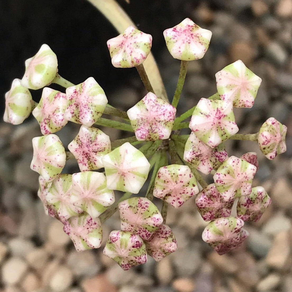 Hoya verticillata albomarginata IML 1625 H49
