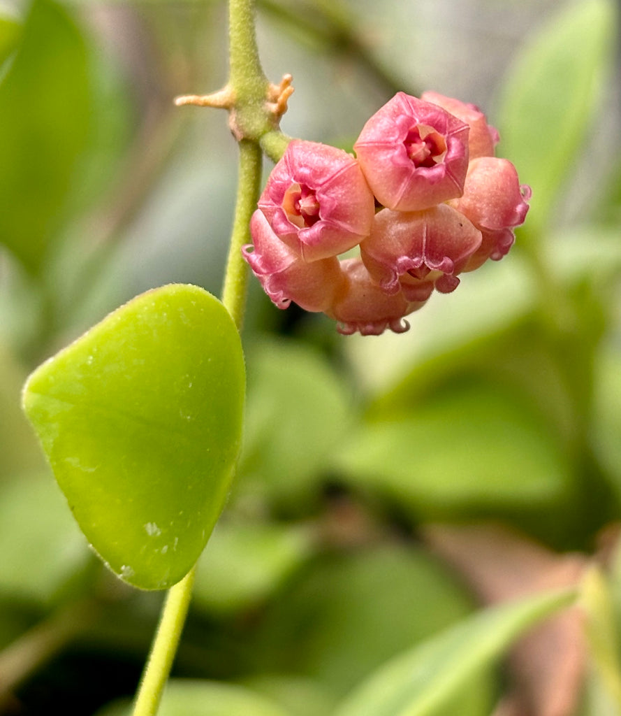 Hoya heuschkeliana H2