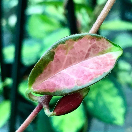 Hoya australis ssp. tenuipes 'Lisa' H288