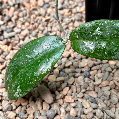 Hoya polypus (pink) H459