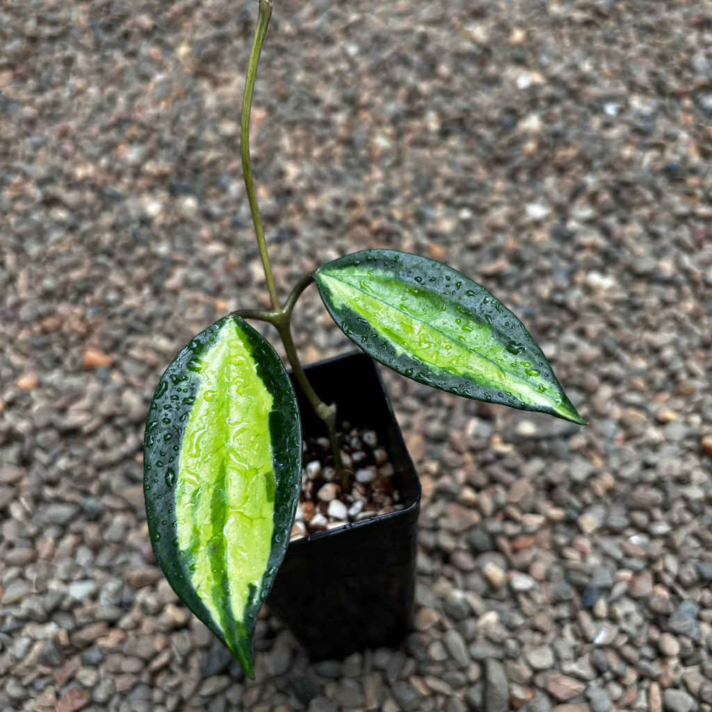 Hoya latifolia 'Pot of Gold' H384