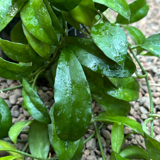 Hoya lacunosa var. pallidiflora IML 0045 H61