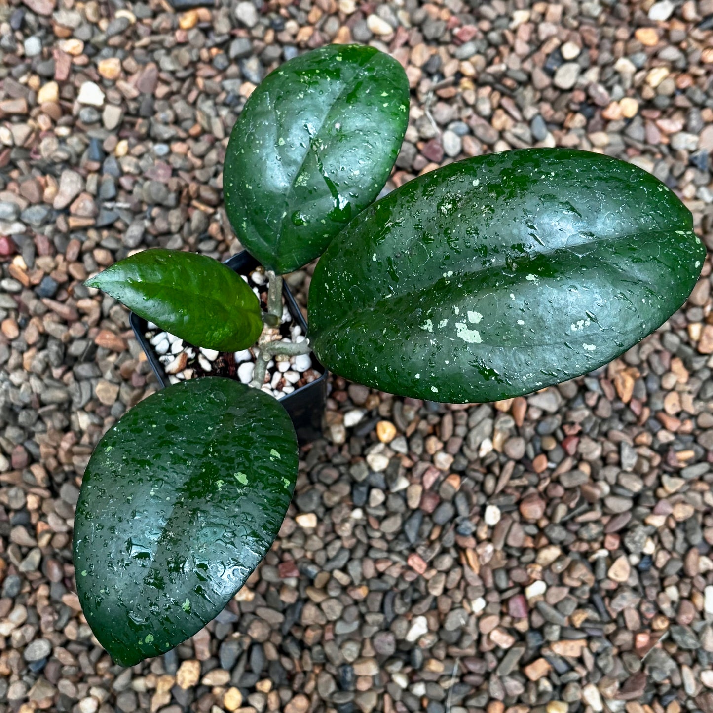 Hoya 'Joy' H470