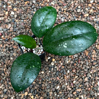 Hoya 'Joy' H470