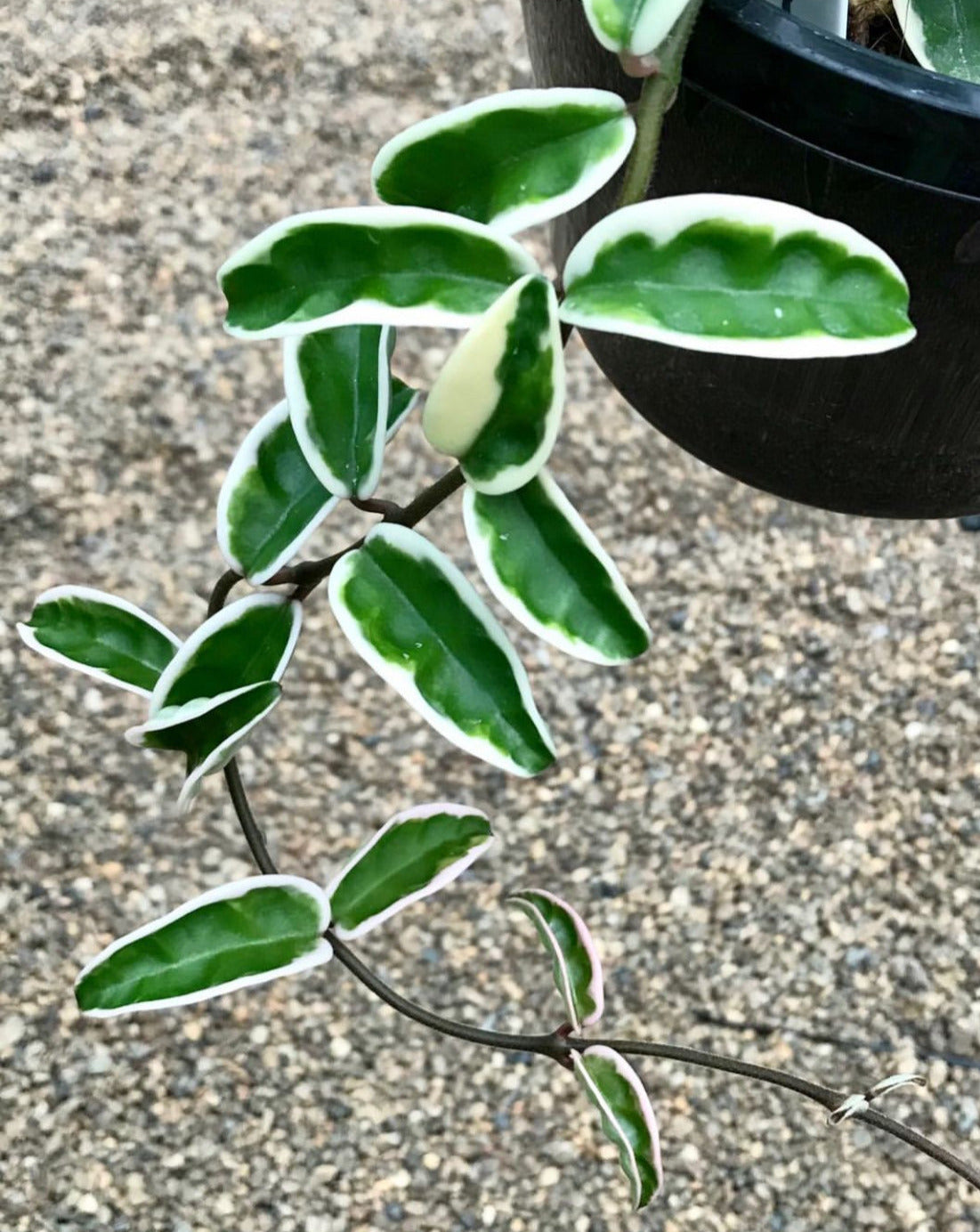 Hoya carnosa 'Suzie Q' H287