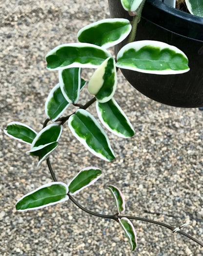 Hoya carnosa 'Suzie Q' H287