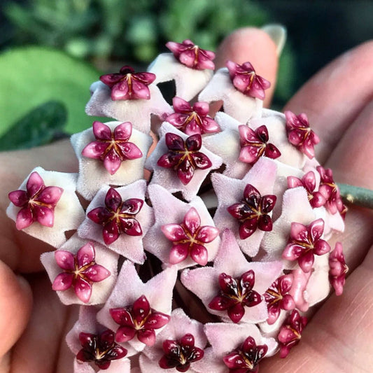 Hoya obovata (chimera) H194