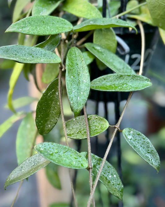 Hoya 'Shepherdell' H207