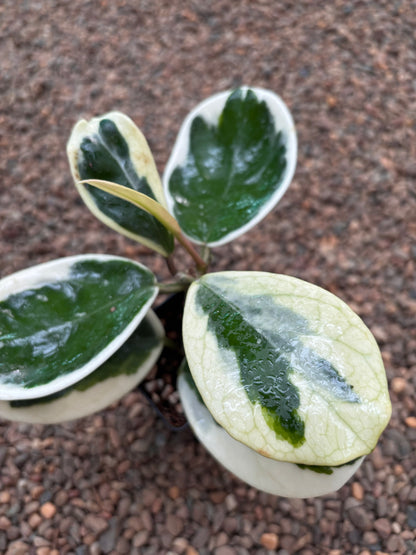 Hoya obovata (albomarginata) H456