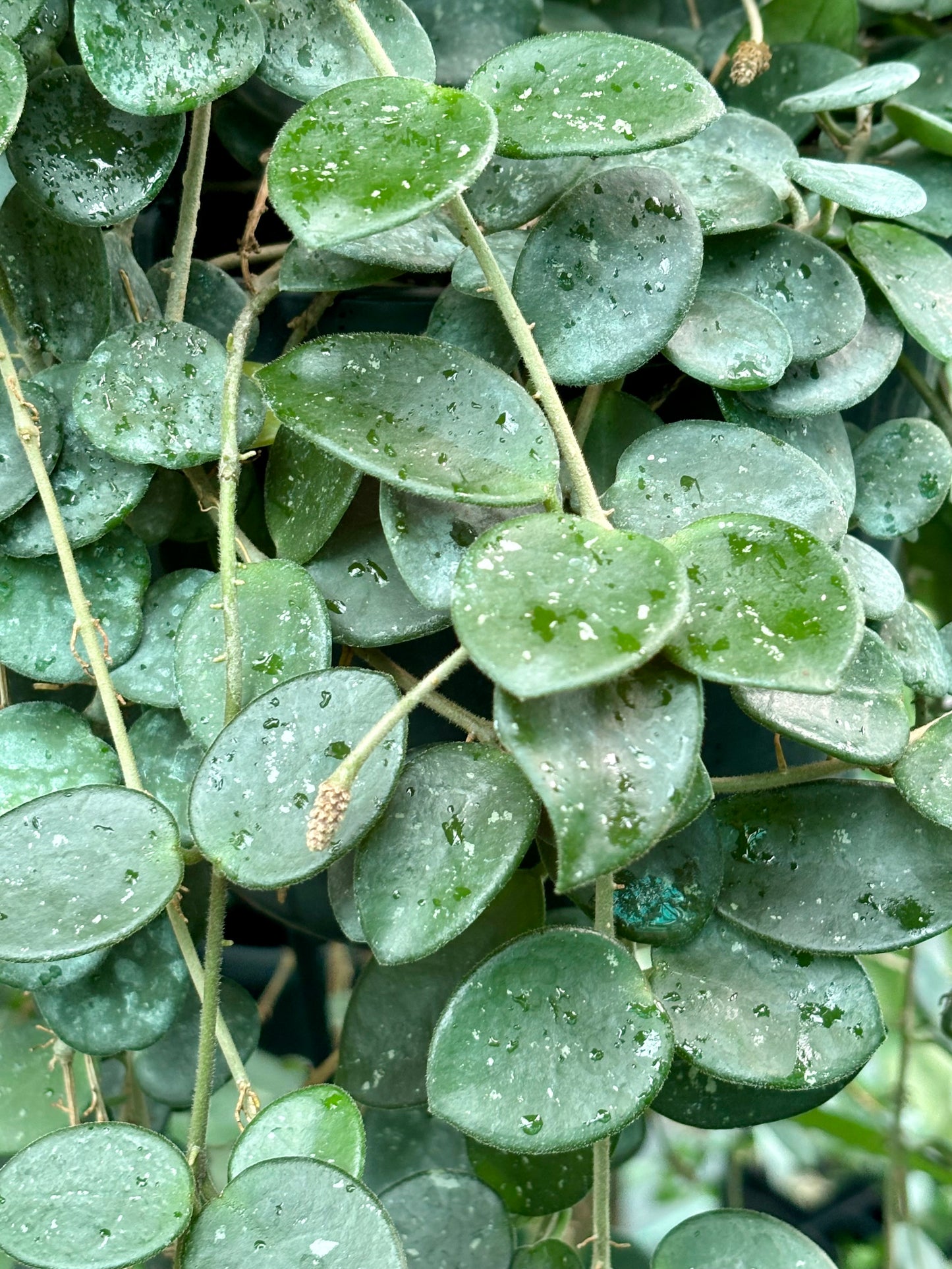 Hoya 'Mathilde' H266