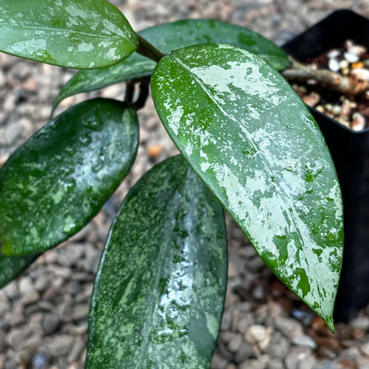 Hoya Snow Cui XQ 03 H475