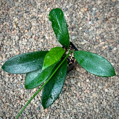Hoya diversifolia H151