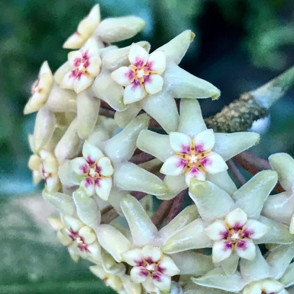 Hoya limoniaca IML 0092 H253