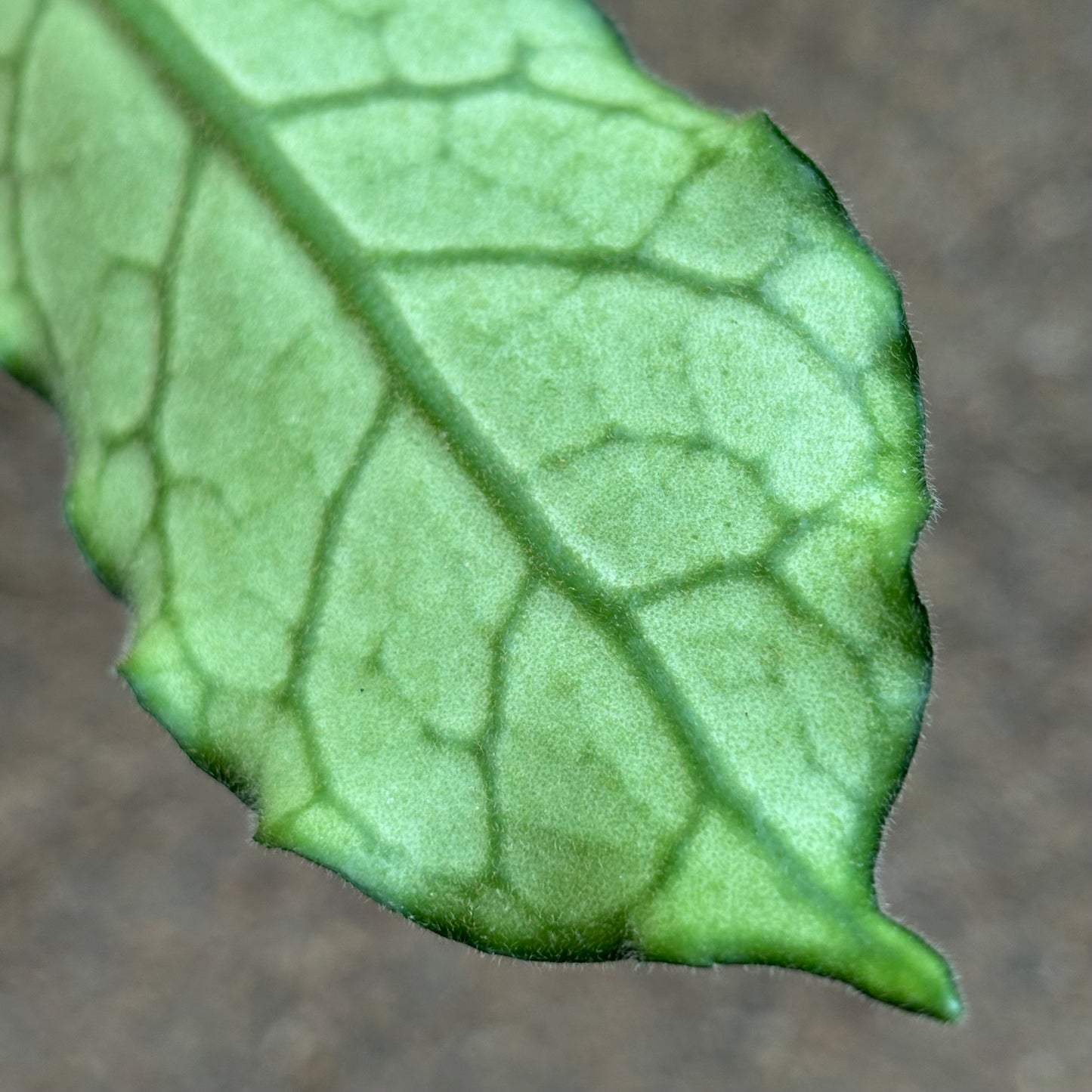 Hoya aff. villosa IML 0905 H117