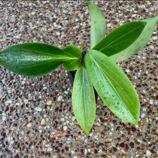 Hoya benguetensis IML 0772 H132