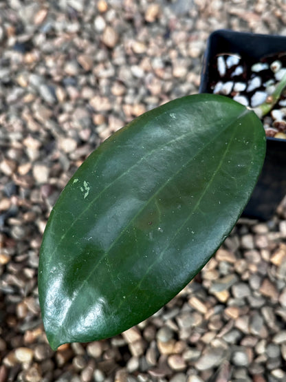Hoya hanhiae (yellow) H436